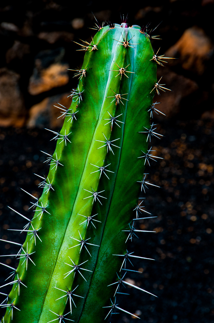 Kakteen Lanzarote