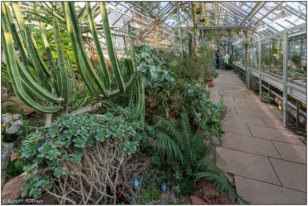 Kakteen und Sukkulenten Foto & Bild europe, schweiz & liechtenstein