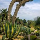 Kakteen und Sukkulenten im Jardí Botànic Marimurtra