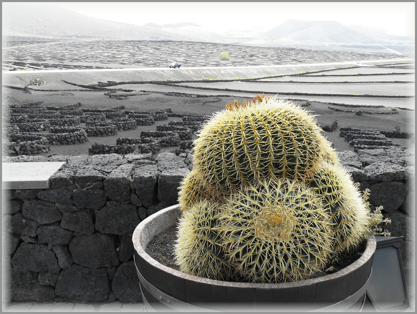 Kakteen und Weinanbau auf Lanzarote