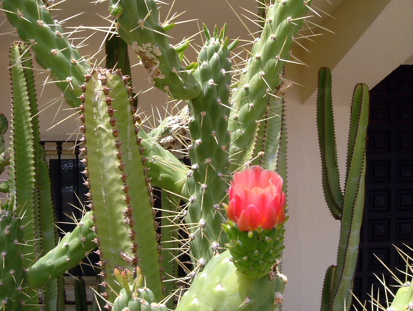 Kakteen-Vorgarten in Gran Canaria