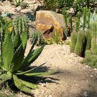 Kakteenauswahl aus dem botanischen Garten in Bochum