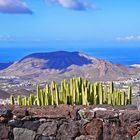 Kakteenberglandschaft in Spanien