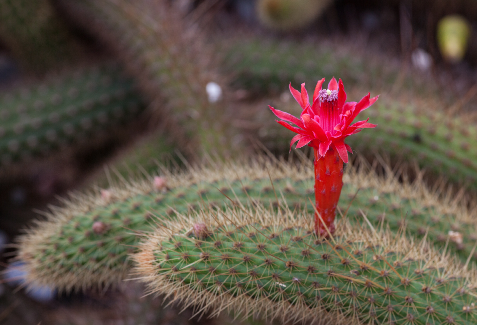 Kakteenblüte