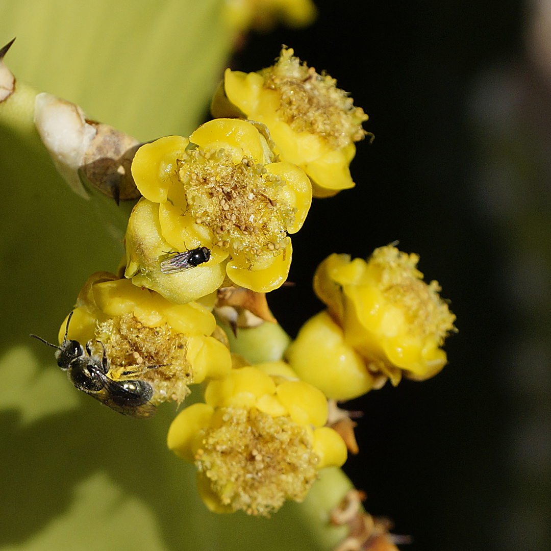 Kakteenblüte 