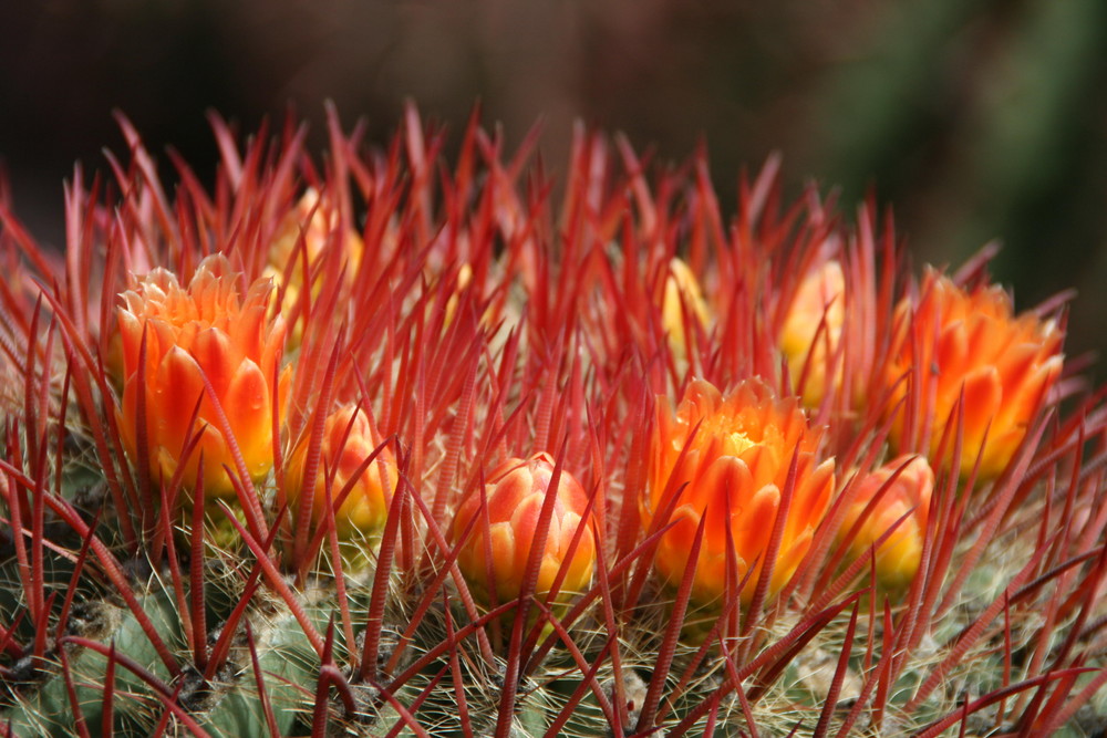 Kakteenblüte auf Fuerteventura