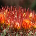 Kakteenblüte auf Fuerteventura