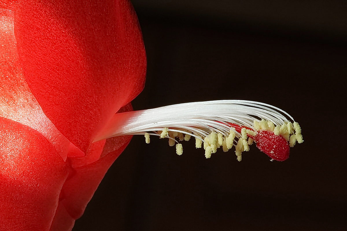 Kakteenblüte auf unserer Fensterbank