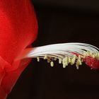 Kakteenblüte auf unserer Fensterbank