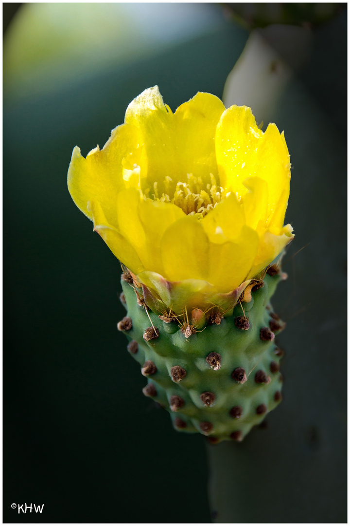 Kakteenblüte aus Erice (Sizilien)