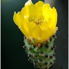 Kakteenblüte aus Erice (Sizilien)