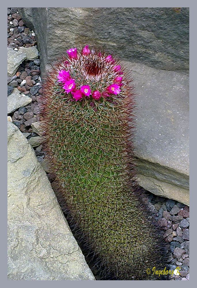 Kakteenblüte - Botanischer Garten Krefeld