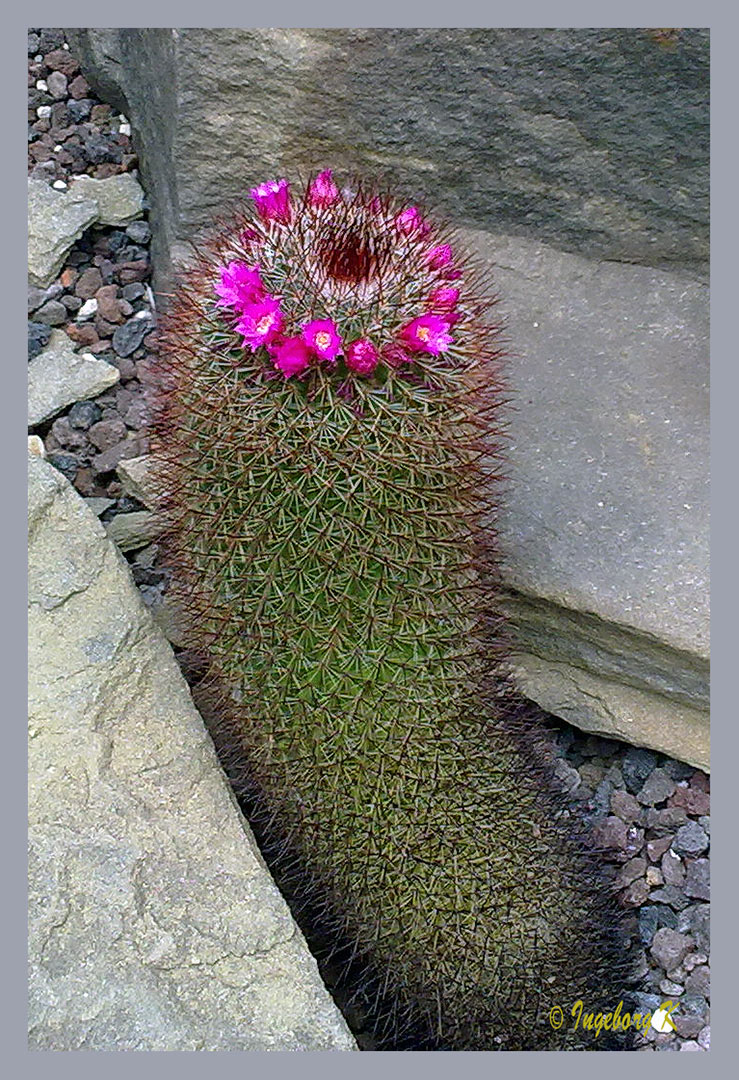 Kakteenblüte - Botanischer Garten Krefeld