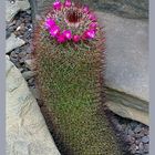 Kakteenblüte - Botanischer Garten Krefeld