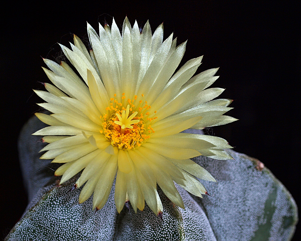 Kakteenblüte der  "Bischofsmütze"