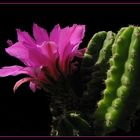 Kakteenblüte Echinocereus2