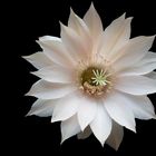 Kakteenblüte Echinopsis