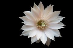 Kakteenblüte Echinopsis