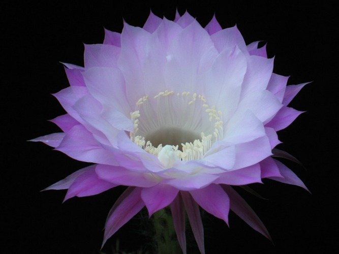 Kakteenblüte - Echinopsis-hybride