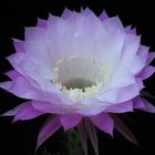 Kakteenblüte - Echinopsis-hybride