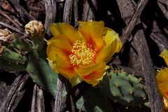 Kakteenblüte in den Cederbergen Südafrika