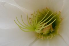 Kakteenblüte in der Fundación César Manrique auf Lanzarote