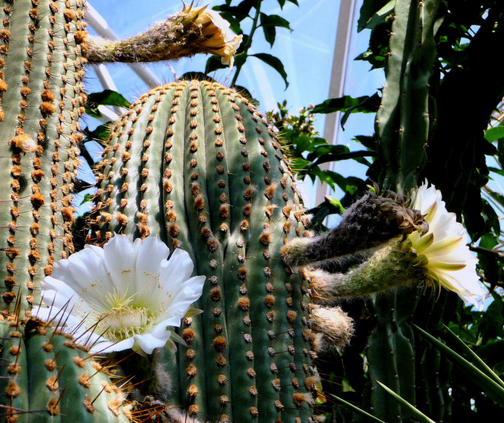 Kakteenblüte in der Gruga