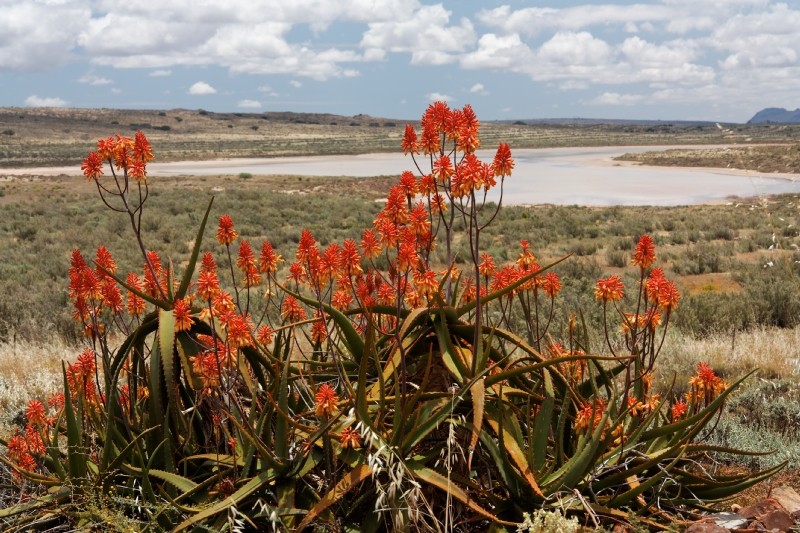 Kakteenblüte in der Nähe von Clanwilliam in Südafrika