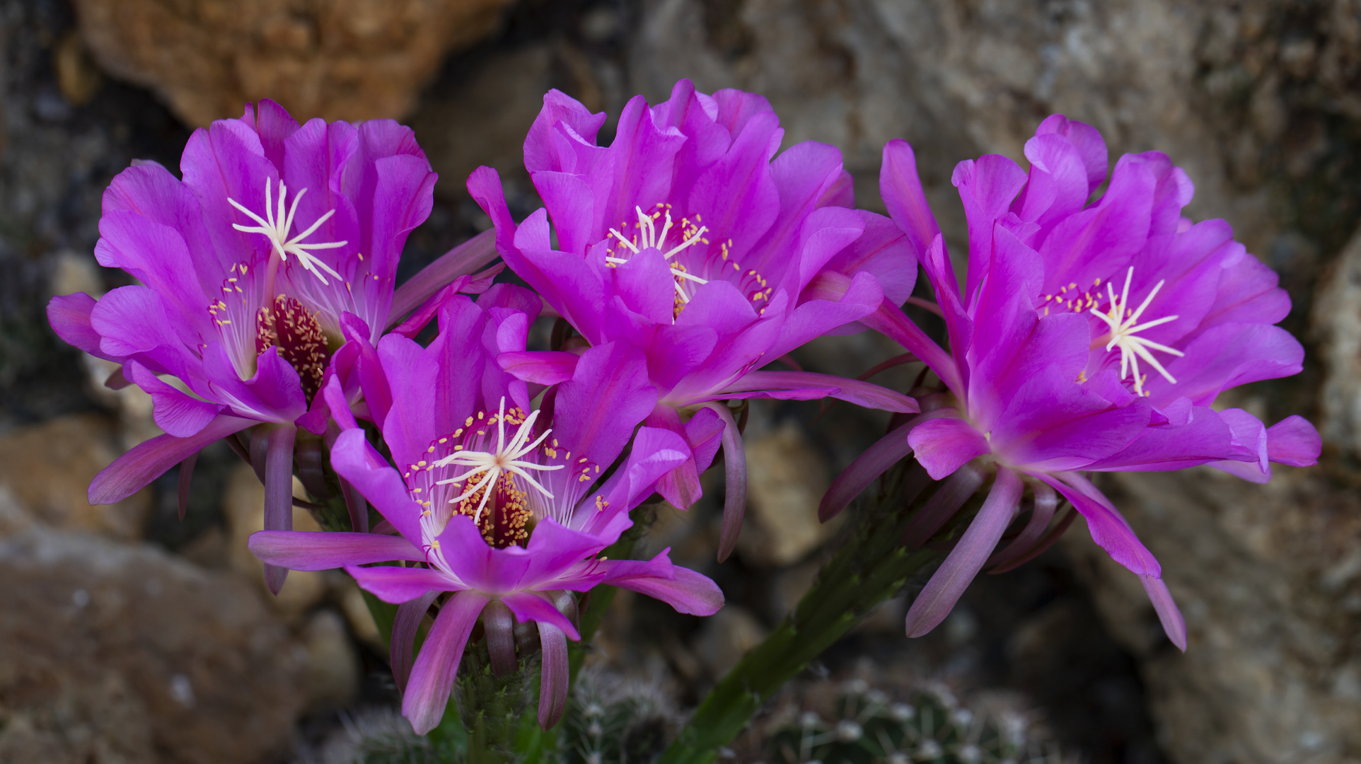 Kakteenblüte in der Wilhelma