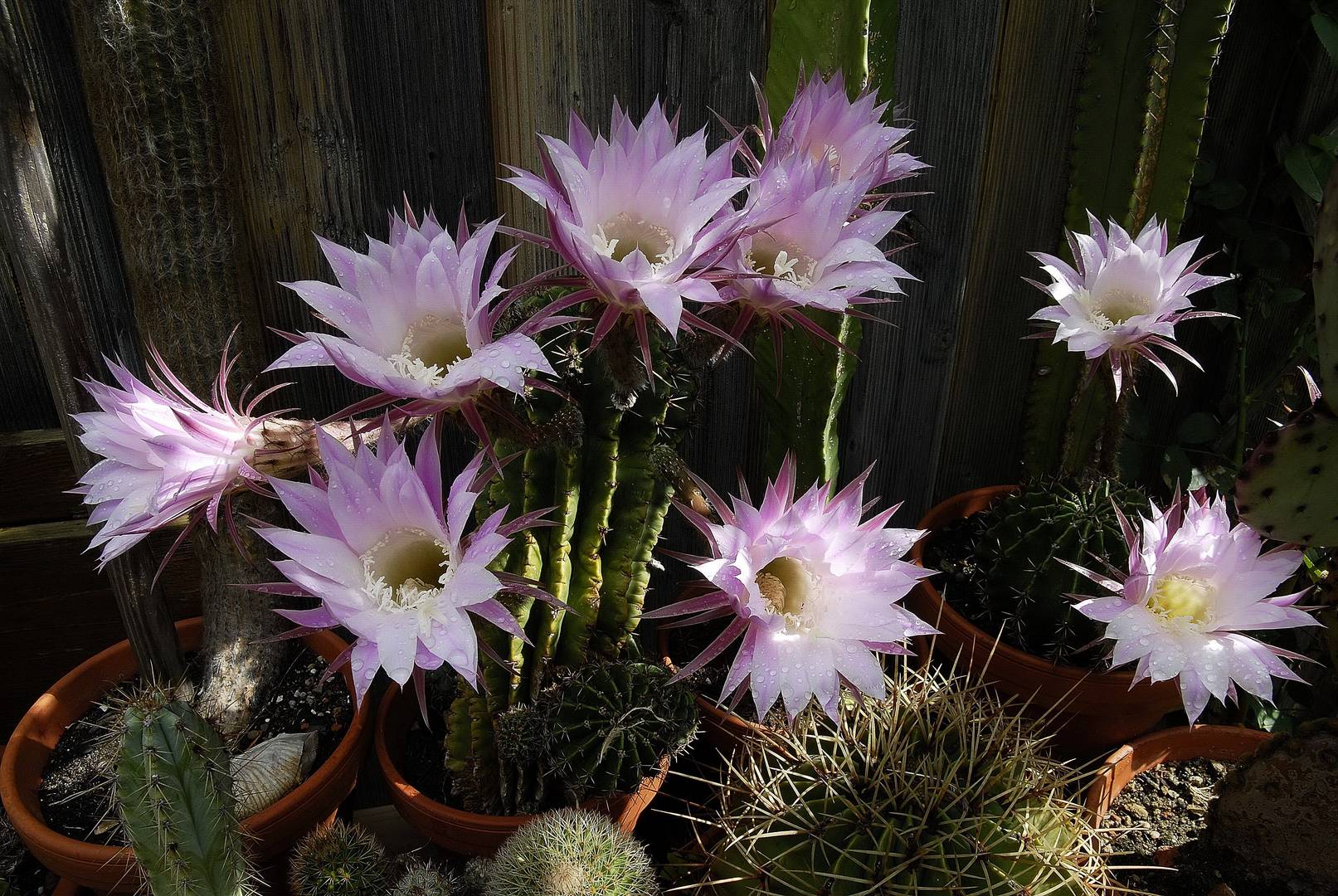 Kakteenblüte in Franken