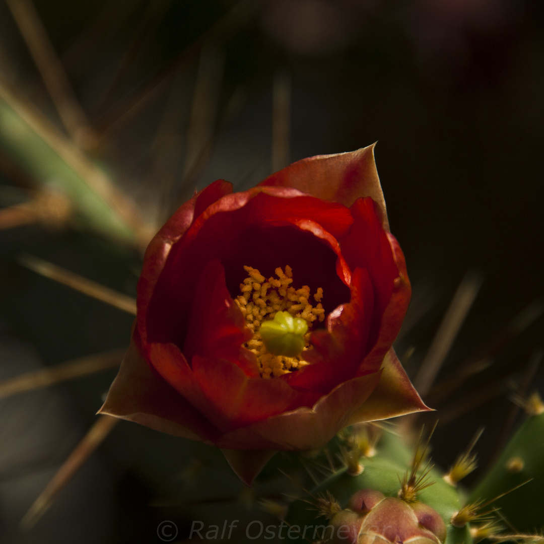 Kakteenblüte in Meran Trauttmansdorf