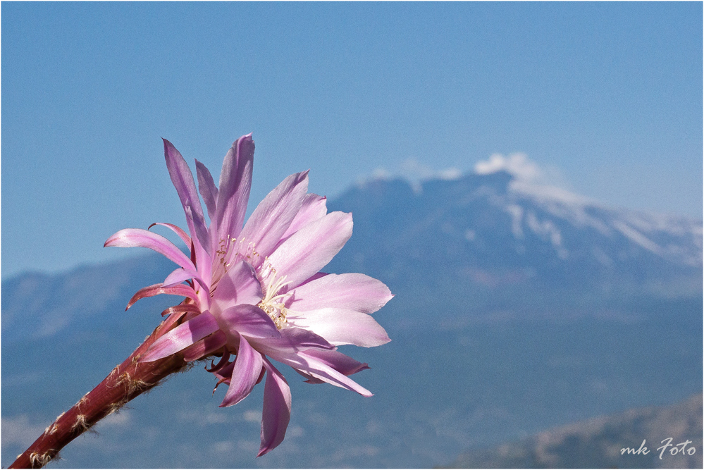 Kakteenblüte mit Ätna