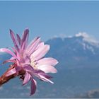 Kakteenblüte mit Ätna