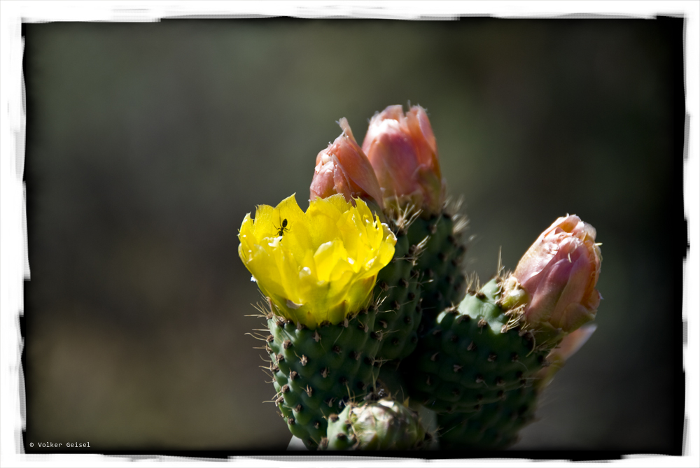 Kakteenblüte mit Ameise