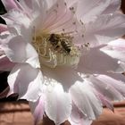 Kakteenblüte mit Biene