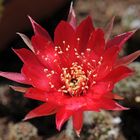 Kakteenblüte Rebutia