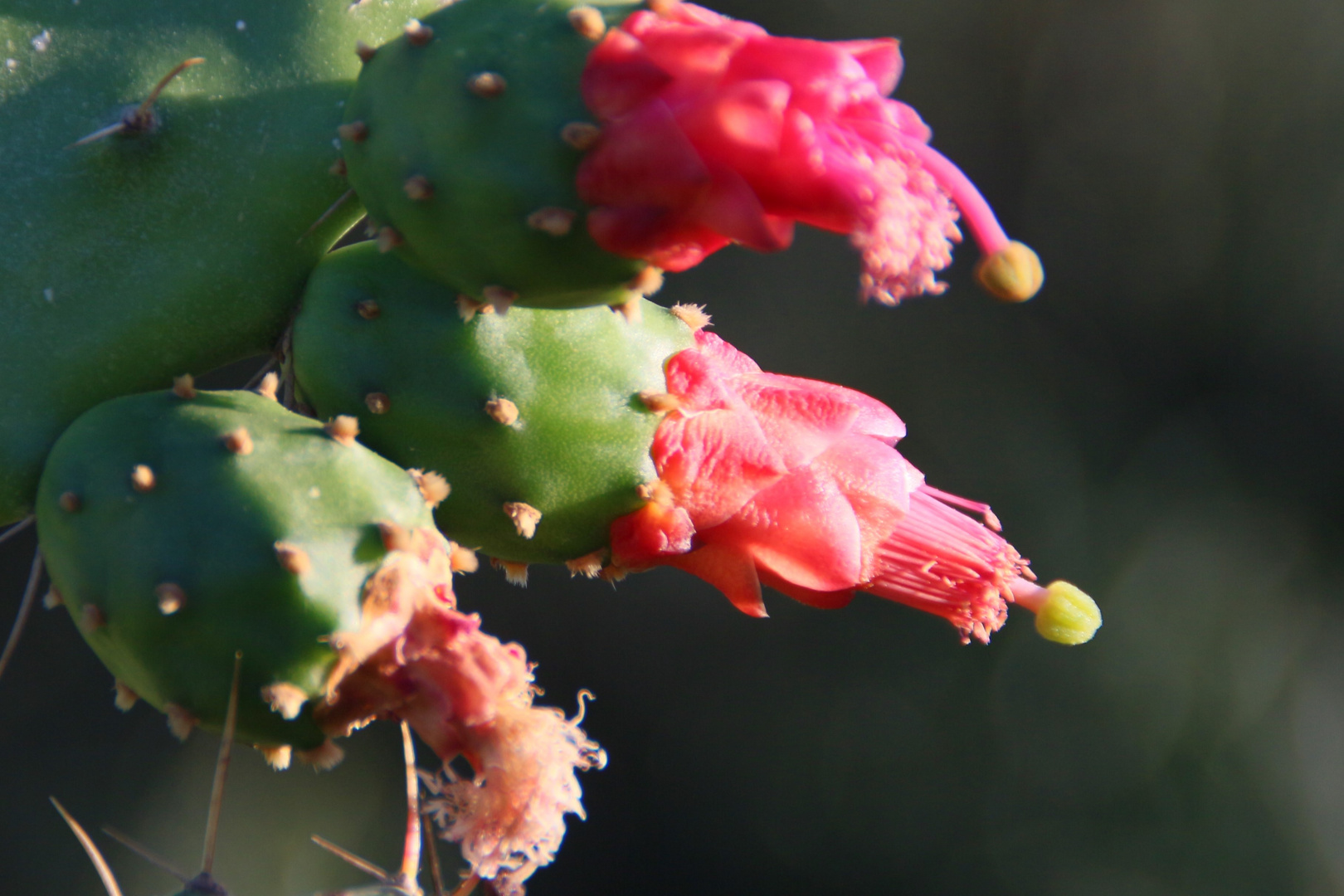 Kakteenblüten