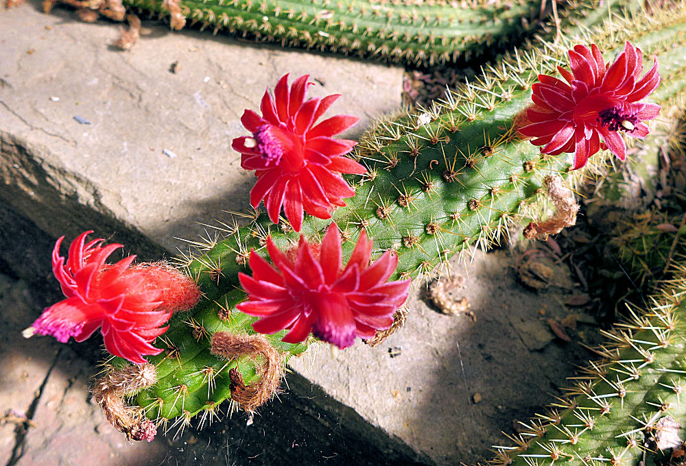 Kakteenblüten