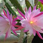 Kakteenblüten im Palmenhaus der Kölner "FLORA"