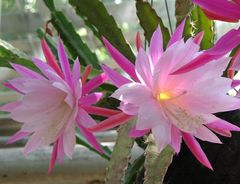 Kakteenblüten im Palmenhaus der Kölner "FLORA"