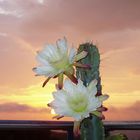 Kakteenblüten im Sonnenaufgang