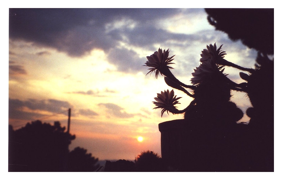 Kakteenblüten im Sonnenuntergang