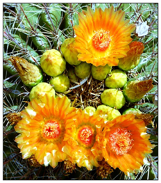 Kakteenblüten in Arizona, USA