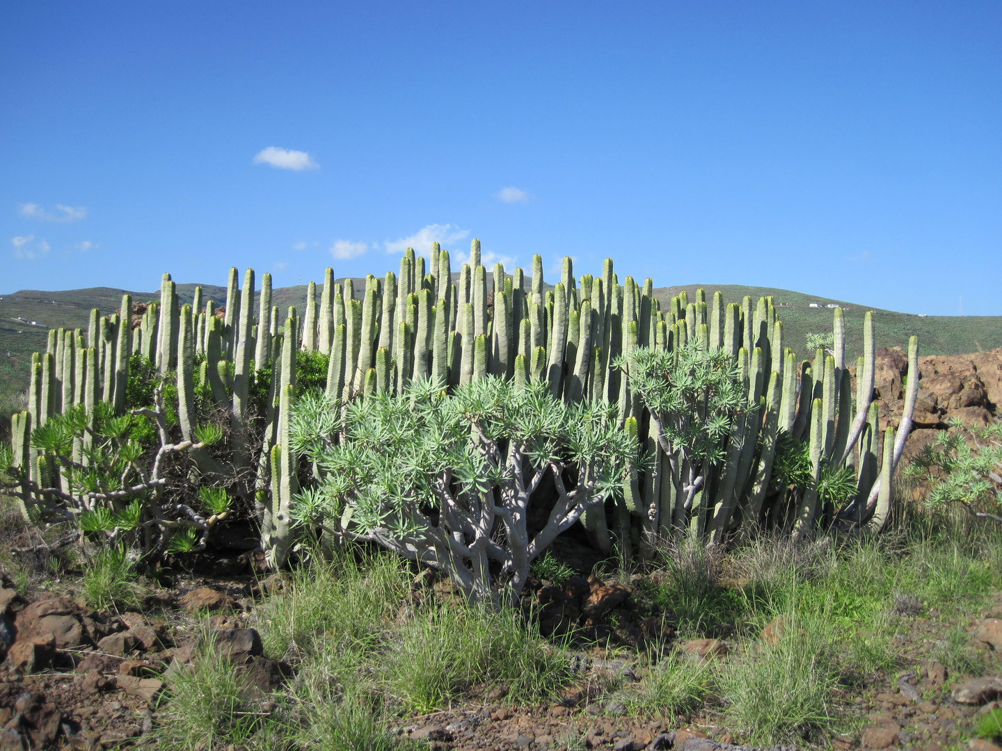 Kakteenfeld auf La Gomera