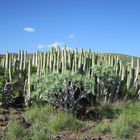 Kakteenfeld auf La Gomera