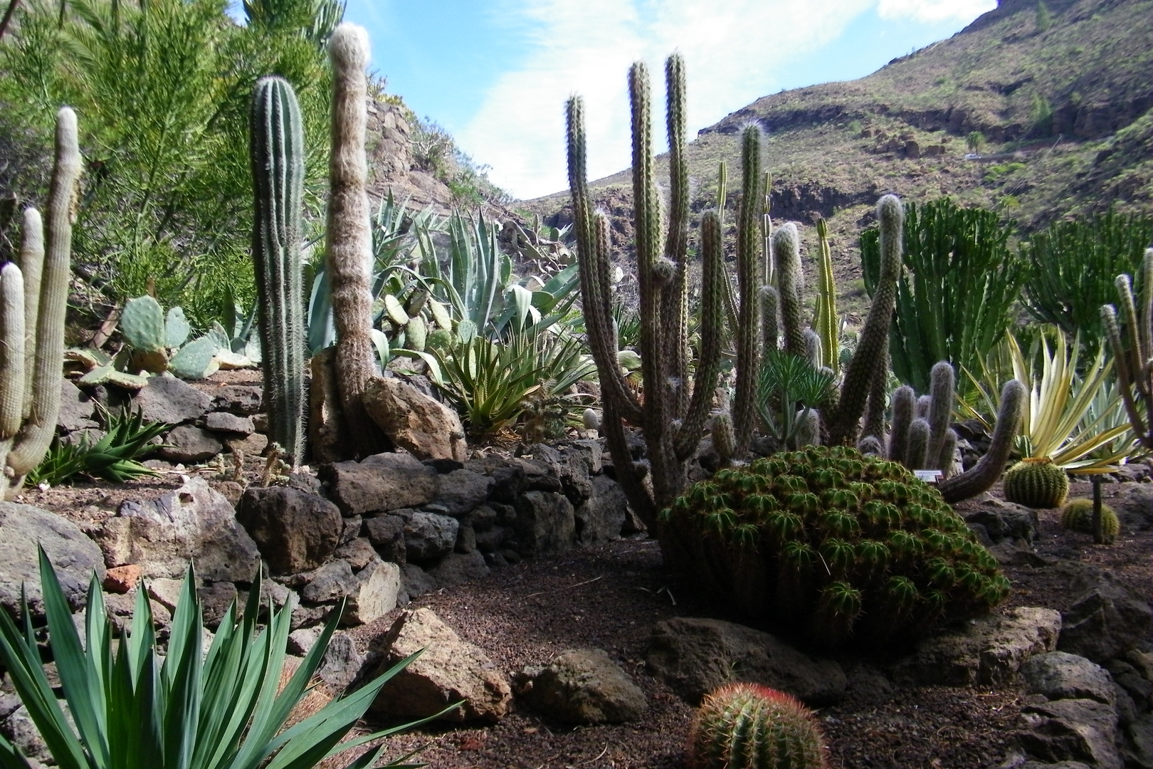 Kakteengarten...