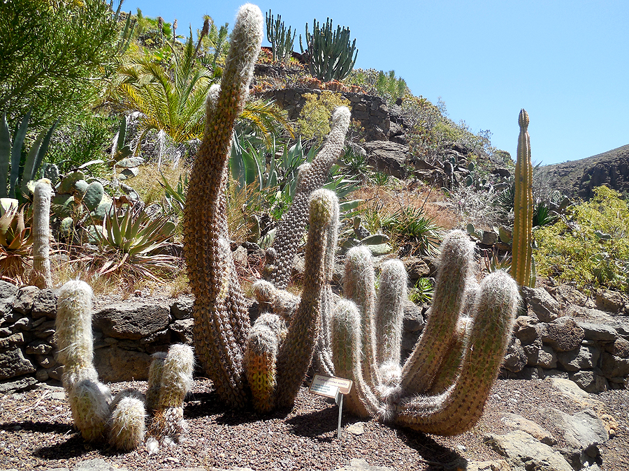 Kakteengarten auf Gran Canaria