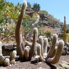 Kakteengarten auf Gran Canaria