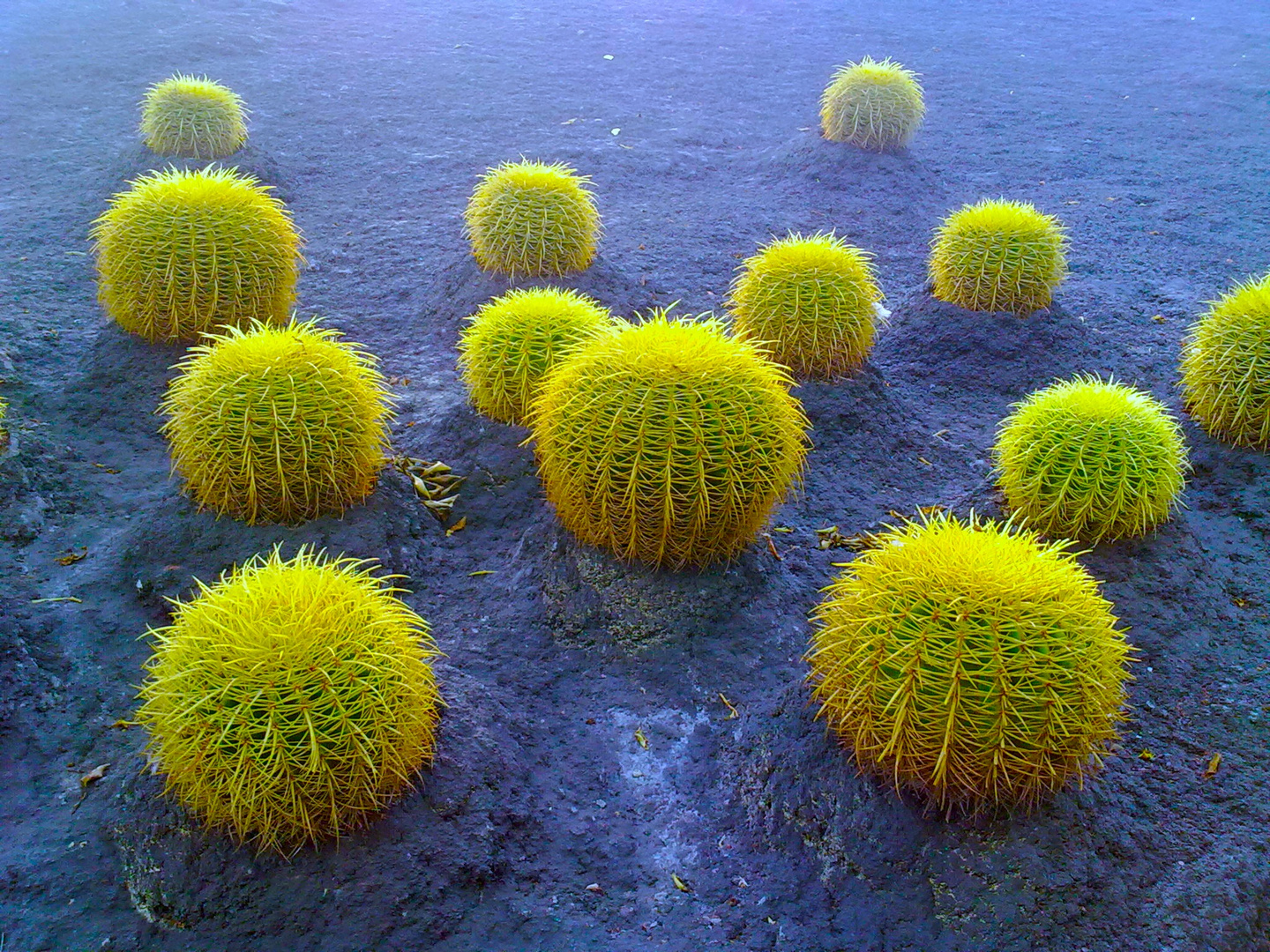 Kakteengarten auf Teneriffa