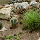 Kakteengarten im Kew Gardens / England